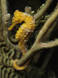 Seahorse with Tail Wrapped Around Branches Photographie par George Grall