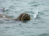 Walrus, Spitzbergen 写真プリント - Brimberg & Coulson・