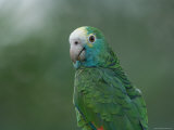 Yellow-Shouldered Amazon Parrot Photographie par Joel Sartore