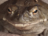 Sonoran Desert Toad Pauses for a Photo Photographic Print by George Grall