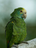 Yellow-Shouldered Amazon Parrot at the Zoo Photographic Print by Joel Sartore