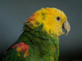 Yellow-Headed Amazon Parrots Photographic Print by Joel Sartore