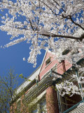 Springtime Flowering Tree against Old Brick Home and Blue Sky Photographie par David Evans