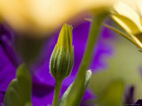 Yellow Osteospermum Bud in Front of Purple Petunias, Groton, Connecticut Photographic Print by Todd Gipstein
