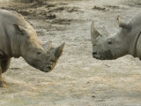 White Rhinos at the Omaha Zoo, Nebraska Photographie par Joel Sartore