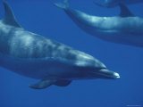Spotted Dolphins, Hawaii Photographic Print by Bill Curtsinger