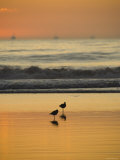 Two Sea Birds Standing in the Surf at Sunset, California Photographie par James Forte