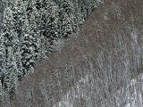 Snow Covered Aspen Trees in Contrast to Snow Covered Fur Trees, Colorado Photographie par Kate Thompson
