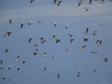 Snow Geese in Flight, Bombay Hook, Delaware Photographic Print by George Grall