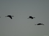 Sandhill Cranes near Gibbon, Nebraska Photographie par Joel Sartore