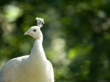 White Peacock at the Lincoln Children's Zoo, Nebraska Photographic Print by Joel Sartore