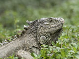 Wild Green Iguana at Los Tules Resort, Mexico Photographic Print by Rich Reid