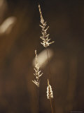 Wild Fragile Bottlewasher Grass Catches the Rising Sun at Dawn, Australia Photographie par Jason Edwards