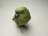 Yellow-Naped Amazon Parrot at the Sedgwick County Zoo, Kansas Photographic Print by Joel Sartore