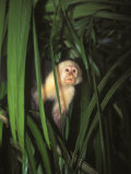 White Face Monkey, Cebus Capucinus in Tree, Costa Rica Photographie par James Forte