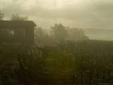 Vineyards Beside a Villa in the Fog Along the Chianti Countryside, Tuscany, Italy Photographic Print by Todd Gipstein