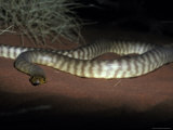Woma Snake Coiled on a Sand Dune with Impressive Scale Banding, Australia Photographie par Jason Edwards
