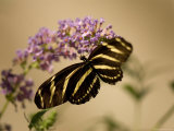 Zebra Winged Butterfly at the Lincoln Children's Zoo, Nebraska Photographie par Joel Sartore