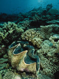 Underwater Vista of a Reef Off Bikini Atoll Reveals a Giant Clam and Various Corals 写真プリント - ビル・ビル・カートシンガー