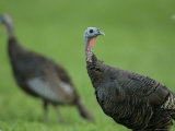 Wild Turkey in a Neighborhood in Omaha, Omaha Zoo, Nebraska Photographic Print by Joel Sartore