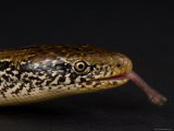 Western Slender Glass Lizard at the Zoo, Sunset Zoo, Kansas Photographic Print by Joel Sartore