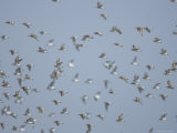 Semi-Palmated Sandpipers at Money Island, New Jersey Photographic Print by Joel Sartore