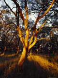 The Trunk of a Silver-Leafed Stringybark, Eucalyptus Cephalocarpa, Australia Photographie par Jason Edwards