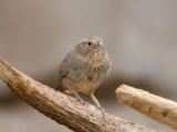 Speckled Mousebird at the Omaha Zoo, Nebraska Photographie par Joel Sartore