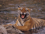 Yawning Bengal Tigress Wallows in a Mud Hole During the Dry Season Photographic Print by Jason Edwards