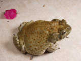 Sonoran Desert Toad is on a Walkway Feeding on Bugs at Night Photographic Print by George Grall