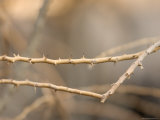 Thorny Desert Plant Inside the Desert Dome at the Omaha Zoo, Nebraska Photographie par Joel Sartore