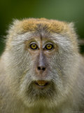 Young Male Long-Tailed Macaque in the Wild Photographic Print by Tim Laman