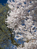 Springtime Budding and Flowering Trees against Blue Sky, Washington, D.C. Photographie par David Evans