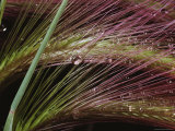 Two Sprays of Grass with Dewdrops Caught in Them Photographie par Sylvia Sharnoff