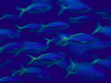 School of Fusilier Fish Lámina fotográfica por Bill Curtsinger School of Fusilier Fish Lámina fotográfica por Bill Curtsinger