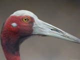 Sarus Crane at International Crane Foundation, Baraboo, Wisconsin Photographie par Joel Sartore