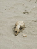 Sea Lion Skull on San Miguel Island Beach, California Photographic Print