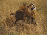 Young African Lion Cub Plays Tug-Of-War with It's Father's Mane Photographie par Jason Edwards