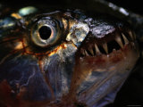 Tiger Fish, Close View, Zambezi River Area, Zamezi River Photographic Print by Chris Johns