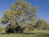 Valley Oak Tree in Spring, California Photographic Print by Rich Reid
