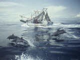 Spotted Dolphins Swim Alongside a Fishing Boat Lámina fotográfica por Bill Curtsinger