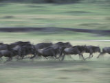 Wildebeeste Herd Runnng During Migration against a Green Background Photographie par Jason Edwards