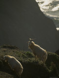 Two Goats Stand on a Cliff above the Oregon Coast Photographic Print by Phil Schermeister