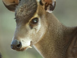 Western Tufted Deer at the Sunset Zoo Photographie par Joel Sartore