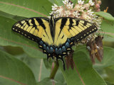 Tiger Swallowtail Sips Milkweed Nectar Photographic Print by George Grall
