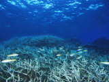 Yellowfin Goatfih, Mulloides Vanicolensis Swimming over Staghorn Coral Photographic Print by James Forte