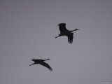 Two Migrating Sandhill Cranes at the Rowe Audubon Sanctuary Photographic Print by Joel Sartore