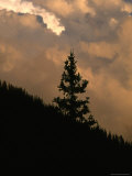 Silhouette of a Fur Tree on a Mountain Side with a Dramatic Sky Photographie par Kate Thompson
