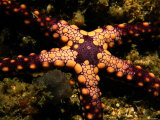 Sea Star Photographic Print by Tim Laman