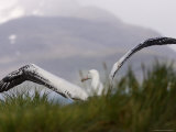 Taking Flight, Wandering Albatross, Prion Island, South Georgia Photographic Print by Ralph Lee Hopkins
